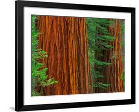 Giant Sequoia Trunks in Forest, Yosemite National Park, California, USA-Adam Jones-Framed Photographic Print