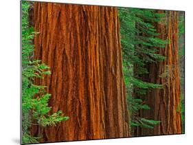 Giant Sequoia Trunks in Forest, Yosemite National Park, California, USA-Adam Jones-Mounted Photographic Print