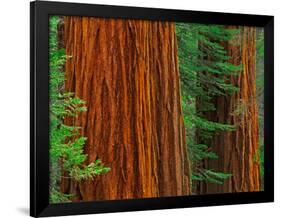 Giant Sequoia Trunks in Forest, Yosemite National Park, California, USA-Adam Jones-Framed Photographic Print