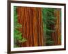 Giant Sequoia Trunks in Forest, Yosemite National Park, California, USA-Adam Jones-Framed Photographic Print