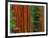 Giant Sequoia Trunks in Forest, Yosemite National Park, California, USA-Adam Jones-Framed Photographic Print