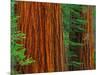 Giant Sequoia Trunks in Forest, Yosemite National Park, California, USA-Adam Jones-Mounted Photographic Print