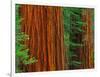 Giant Sequoia Trunks in Forest, Yosemite National Park, California, USA-Adam Jones-Framed Photographic Print