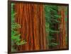 Giant Sequoia Trunks in Forest, Yosemite National Park, California, USA-Adam Jones-Framed Photographic Print