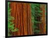 Giant Sequoia Trunks in Forest, Yosemite National Park, California, USA-Adam Jones-Framed Photographic Print