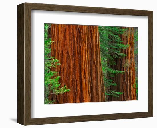 Giant Sequoia Trunks in Forest, Yosemite National Park, California, USA-Adam Jones-Framed Photographic Print