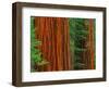 Giant Sequoia Trunks in Forest, Yosemite National Park, California, USA-Adam Jones-Framed Photographic Print