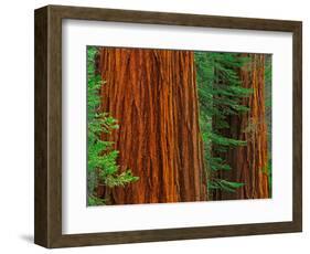 Giant Sequoia Trunks in Forest, Yosemite National Park, California, USA-Adam Jones-Framed Photographic Print