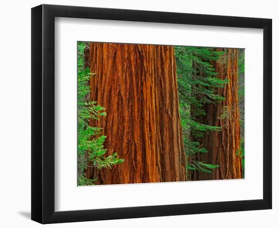 Giant Sequoia Trunks in Forest, Yosemite National Park, California, USA-Adam Jones-Framed Photographic Print