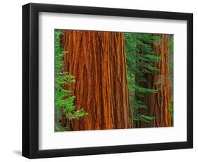 Giant Sequoia Trunks in Forest, Yosemite National Park, California, USA-Adam Jones-Framed Photographic Print