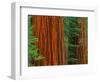 Giant Sequoia Trunks in Forest, Yosemite National Park, California, USA-Adam Jones-Framed Photographic Print