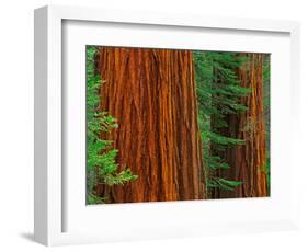 Giant Sequoia Trunks in Forest, Yosemite National Park, California, USA-Adam Jones-Framed Photographic Print