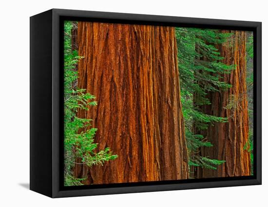 Giant Sequoia Trunks in Forest, Yosemite National Park, California, USA-Adam Jones-Framed Stretched Canvas