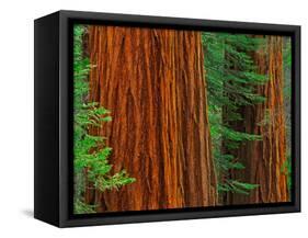 Giant Sequoia Trunks in Forest, Yosemite National Park, California, USA-Adam Jones-Framed Stretched Canvas