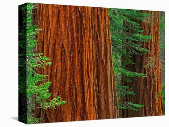 Giant Sequoia Trunks in Forest, Yosemite National Park, California, USA-Adam Jones-Stretched Canvas