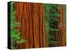 Giant Sequoia Trunks in Forest, Yosemite National Park, California, USA-Adam Jones-Stretched Canvas