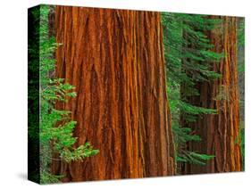 Giant Sequoia Trunks in Forest, Yosemite National Park, California, USA-Adam Jones-Stretched Canvas