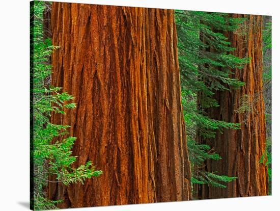 Giant Sequoia Trunks in Forest, Yosemite National Park, California, USA-Adam Jones-Stretched Canvas