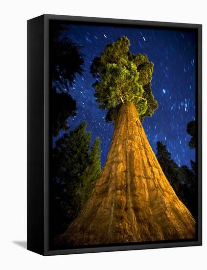 Giant Sequoia under the Milky Way-Ian Shive-Framed Stretched Canvas