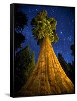 Giant Sequoia under the Milky Way-Ian Shive-Framed Stretched Canvas