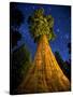 Giant Sequoia under the Milky Way-Ian Shive-Stretched Canvas