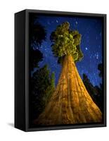 Giant Sequoia under the Milky Way-Ian Shive-Framed Stretched Canvas