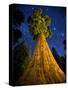 Giant Sequoia under the Milky Way-Ian Shive-Stretched Canvas