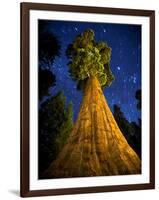 Giant Sequoia under the Milky Way-Ian Shive-Framed Photographic Print