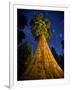 Giant Sequoia under the Milky Way-Ian Shive-Framed Photographic Print