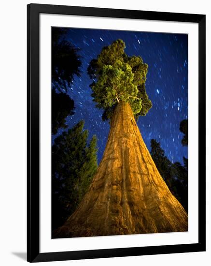 Giant Sequoia under the Milky Way-Ian Shive-Framed Photographic Print