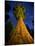 Giant Sequoia under the Milky Way-Ian Shive-Mounted Photographic Print