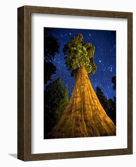 Giant Sequoia under the Milky Way-Ian Shive-Framed Photographic Print