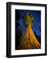 Giant Sequoia under the Milky Way-Ian Shive-Framed Photographic Print