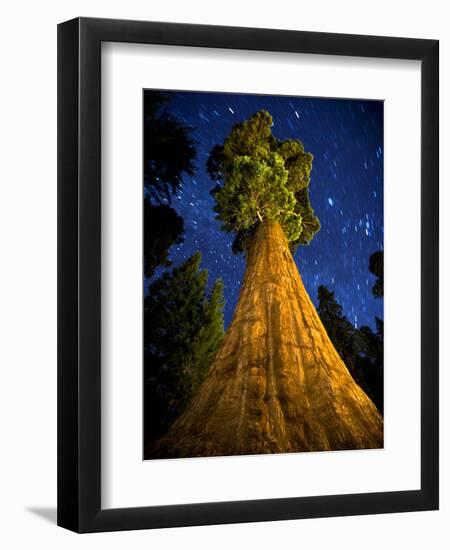 Giant Sequoia under the Milky Way-Ian Shive-Framed Photographic Print