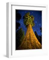 Giant Sequoia under the Milky Way-Ian Shive-Framed Photographic Print