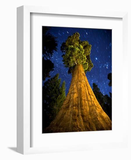 Giant Sequoia under the Milky Way-Ian Shive-Framed Photographic Print