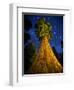 Giant Sequoia under the Milky Way-Ian Shive-Framed Photographic Print