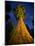 Giant Sequoia under the Milky Way-Ian Shive-Mounted Photographic Print