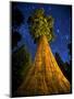 Giant Sequoia under the Milky Way-Ian Shive-Mounted Photographic Print