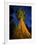 Giant Sequoia under the Milky Way-Ian Shive-Framed Photographic Print