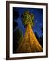 Giant Sequoia under the Milky Way-Ian Shive-Framed Photographic Print