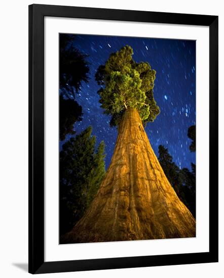 Giant Sequoia under the Milky Way-Ian Shive-Framed Photographic Print