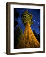 Giant Sequoia under the Milky Way-Ian Shive-Framed Photographic Print