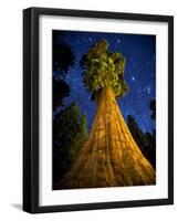 Giant Sequoia under the Milky Way-Ian Shive-Framed Photographic Print