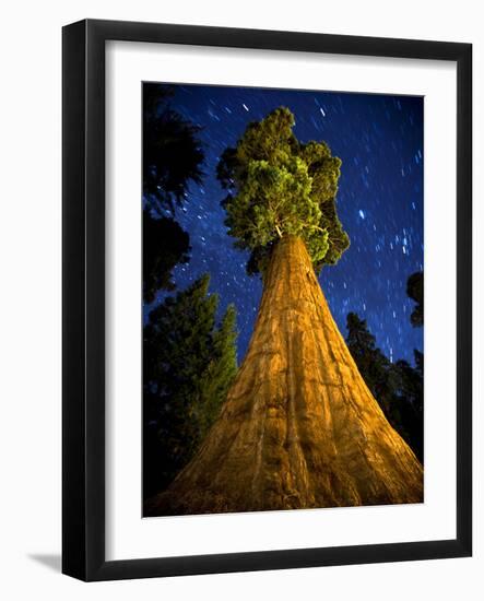 Giant Sequoia under the Milky Way-Ian Shive-Framed Photographic Print