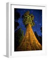 Giant Sequoia under the Milky Way-Ian Shive-Framed Photographic Print