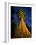 Giant Sequoia under the Milky Way-Ian Shive-Framed Photographic Print