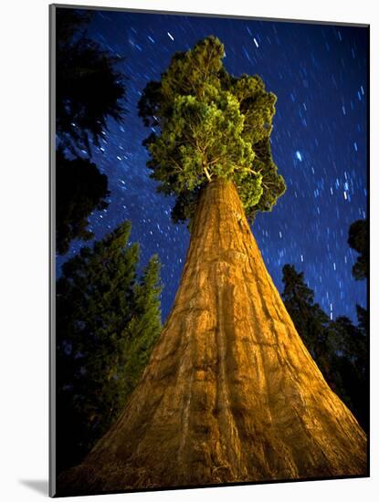 Giant Sequoia under the Milky Way-Ian Shive-Mounted Photographic Print