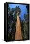 Giant Sequoia-null-Framed Stretched Canvas