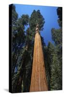 Giant Sequoia-null-Stretched Canvas